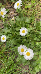 Bellis perennis