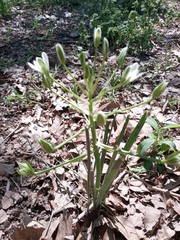 Ornithogalum umbellatum