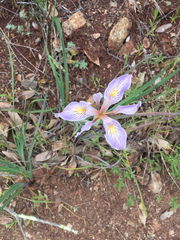 Iris longipetala