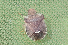 Dyroderes umbraculatus