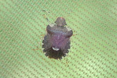 Dyroderes umbraculatus