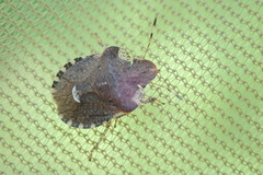 Dyroderes umbraculatus