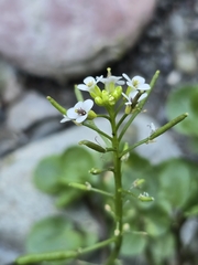 watercress