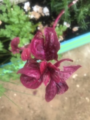 Iresine diffusa herbstii