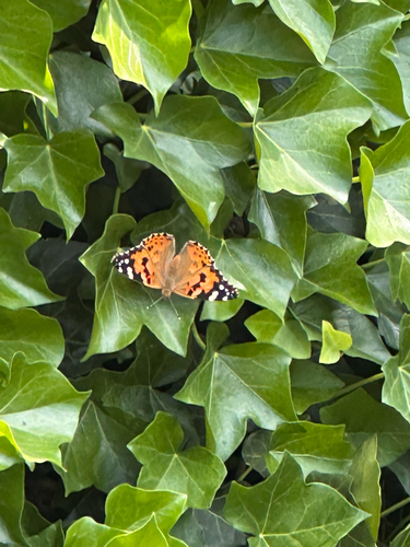 Painted Lady