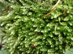 Plagiothecium cavifolium