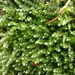 Plagiothecium cavifolium - Photo (c) martina_poeltl,  זכויות יוצרים חלקיות (CC BY-NC), הועלה על ידי martina_poeltl