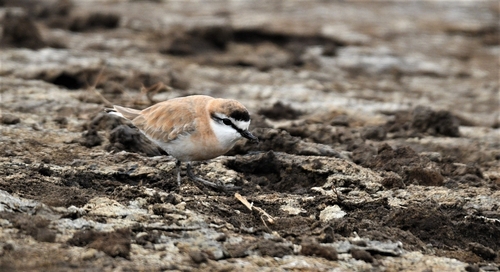 iNaturalist image