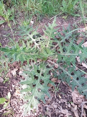 Cirsium vulgare