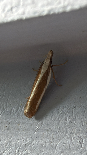 Juniper Webworm Moth and Allies photo 3