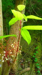 Sterculia monosperma