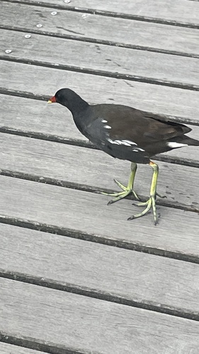 Common Moorhen