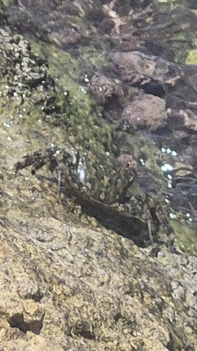 Marbled Crab