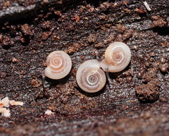 Meredithena dandenongensis