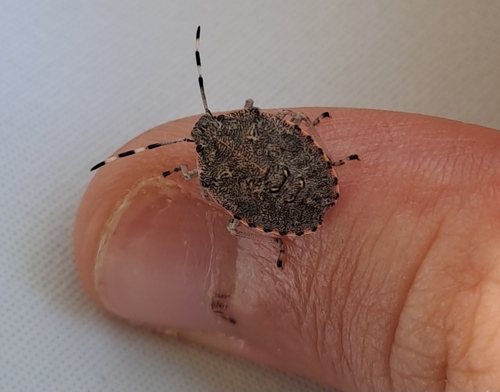 Mottled Stink Bug