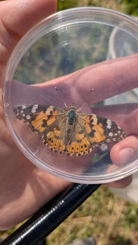 Painted Lady