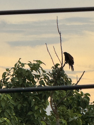 Greater Coucal