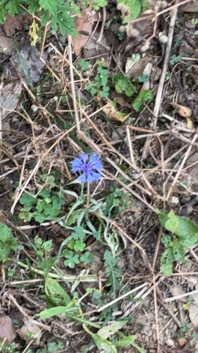 Cornflower