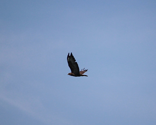 Common Buzzard