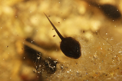 Bufotes viridis viridis