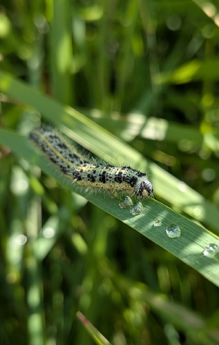 Large White