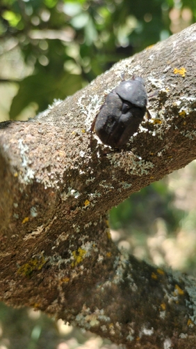 Speckled Rose Chafer