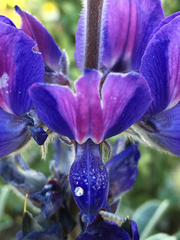 Lupinus pilosus