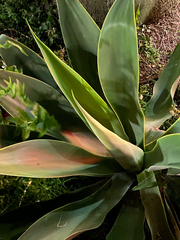 Agave attenuata
