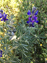 Lupinus pilosus