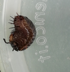 Glomeridae