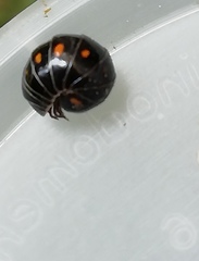 Glomeridae