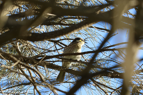 Singing Honeyeater