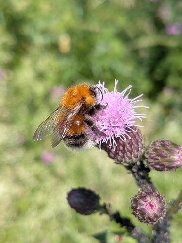 Tree Bumble Bee