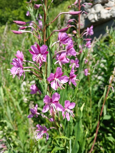 fireweed