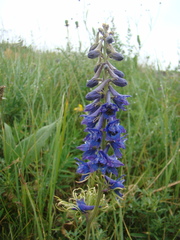 Delphinium schmalhausenii