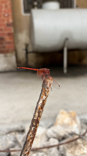 Red-veined Dropwing
