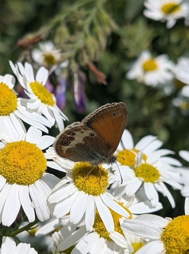 Pearly Heath