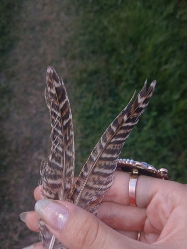 Ring-necked Pheasant