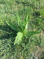 Dipsacus fullonum