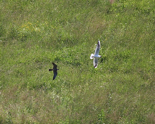 Eurasian Hobby