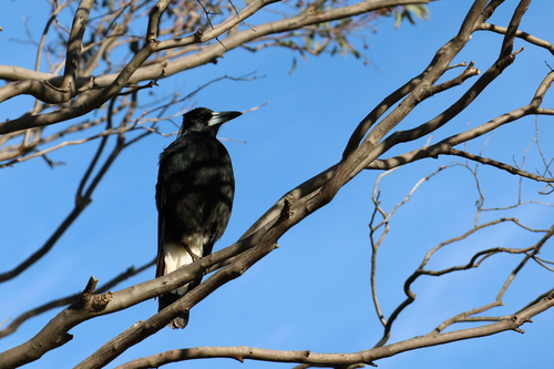 Australian Magpie