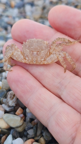 Marbled Crab