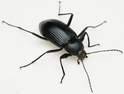 Plesiophthalmus nigrocyaneus