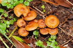 Pholiota squarrosipes