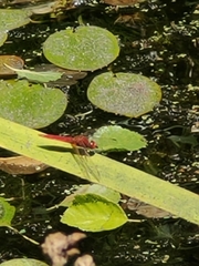 Broad Scarlet