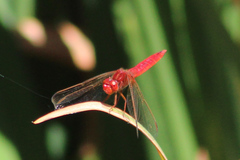 Broad Scarlet