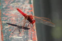 Broad Scarlet