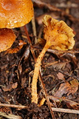 Pholiota squarrosipes