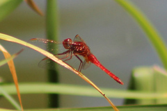 Broad Scarlet