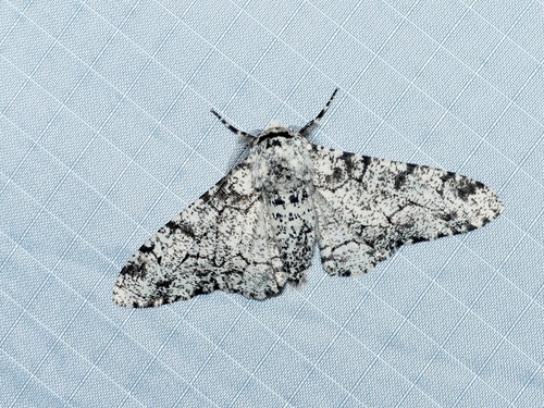 Peppered moth